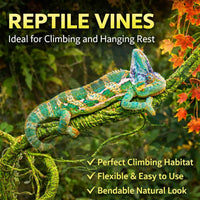 Reptile Vines Plants for Terrarium - image 3