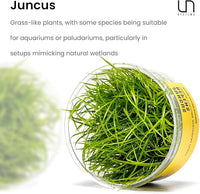 Ultum Nature Systems Juncus Repens Tissue Culture Live Plant for Aquarium, Aquascape, Freshwater Fish Tanks - 100% Snail Free in Vitro
