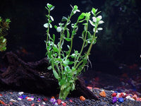 30+ Stems - 8 Species - - Anacharis, Amazon, Rotala, Ludwigia and More!