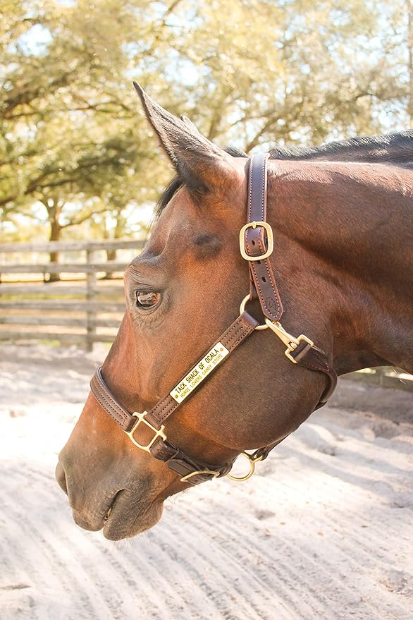 Leather Halter for Horses with Customized Engraved Name Plate Option Halter for Horse | Brown/Brass, Padded Halter (Blue or Green) Black/Brass, Black/Chrome Options