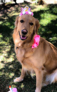 PET SHOW Pink Crown Dog Birthday Party Hat for Girls Reusable - Pink - image 3