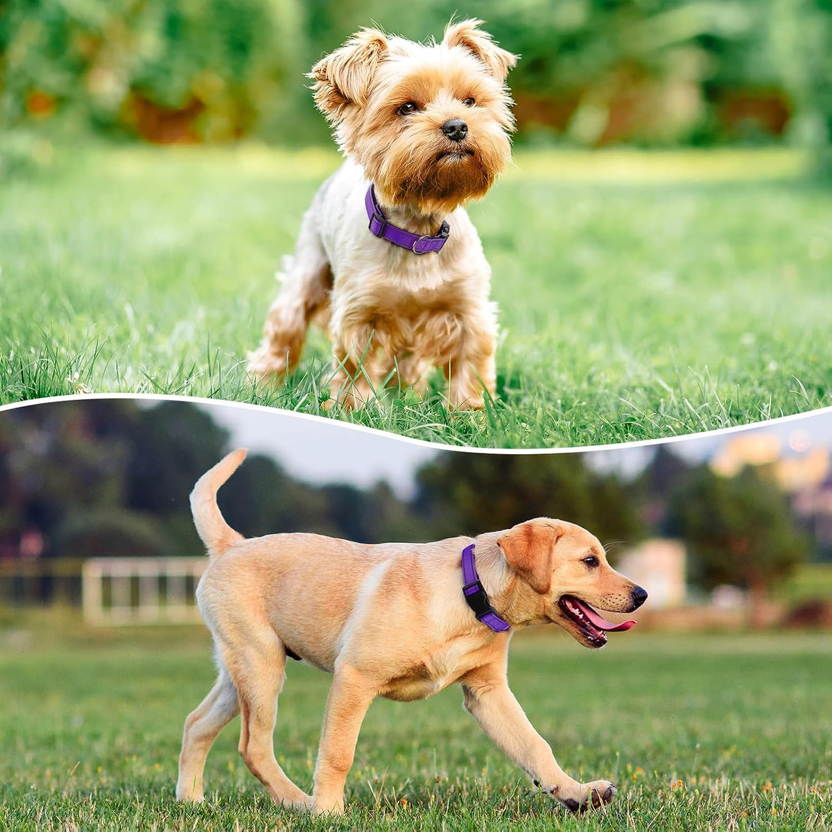Reflective Dog Collar, Adjustable Nylon for Medium Dogs - Purple / M:width 3/4"neck 14-20.5" - image 2