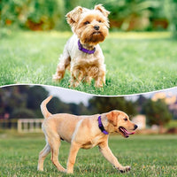 Reflective Dog Collar Padded with Soft Neoprene Breathable Quick Release Basic Dog Collars for Large Dogs Purple Girl
