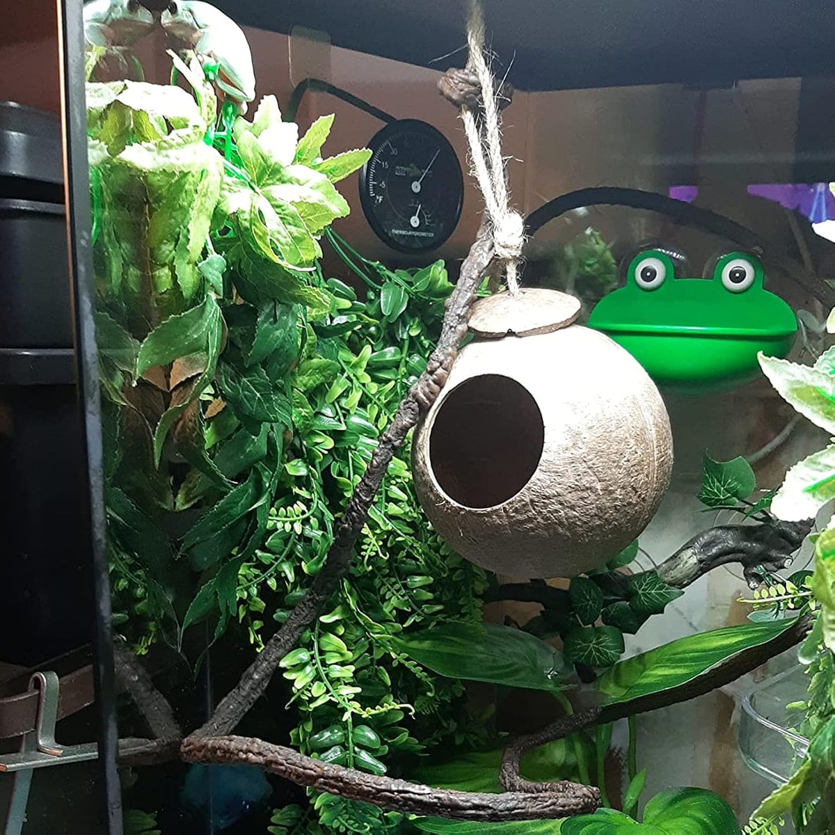 Lizard Coco Den with Ladder - 【Style B】 / 【No Ladder】 - image 3