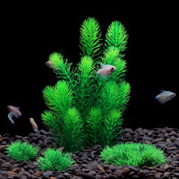MyLifeUNIT Aquarium Plants - image 2
