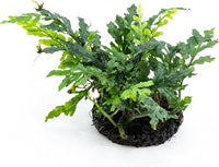 Java Fern Live Aquarium Plants – Windelov, Narrow Leaf & More– Easy Aquascaping Plants for Freshwater Tanks, Low Light, No CO₂ (Bolbitis Difformis 'Mini' on Nutripad)