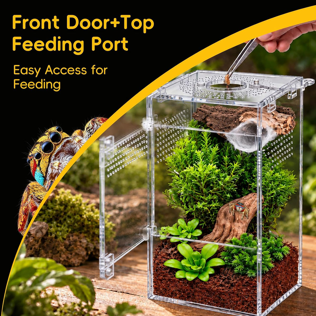 Jumping Spider Enclosure Starter Kit - Clear / Large - image 3
