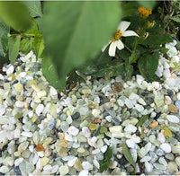 7lb Jade Bean Pebbles,1/4 Inch Cactus Bonsai DIY Rocks, Natural Succulent Rock and River Rocks Decorative for Aquariums, Vases, Terrarium, Outdoor Gardening, Top Dressing for Potted Plants