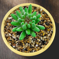 5LB Coarse Sand, Colored Rocks Pebbles - 10LB / 2-4MM - image 3