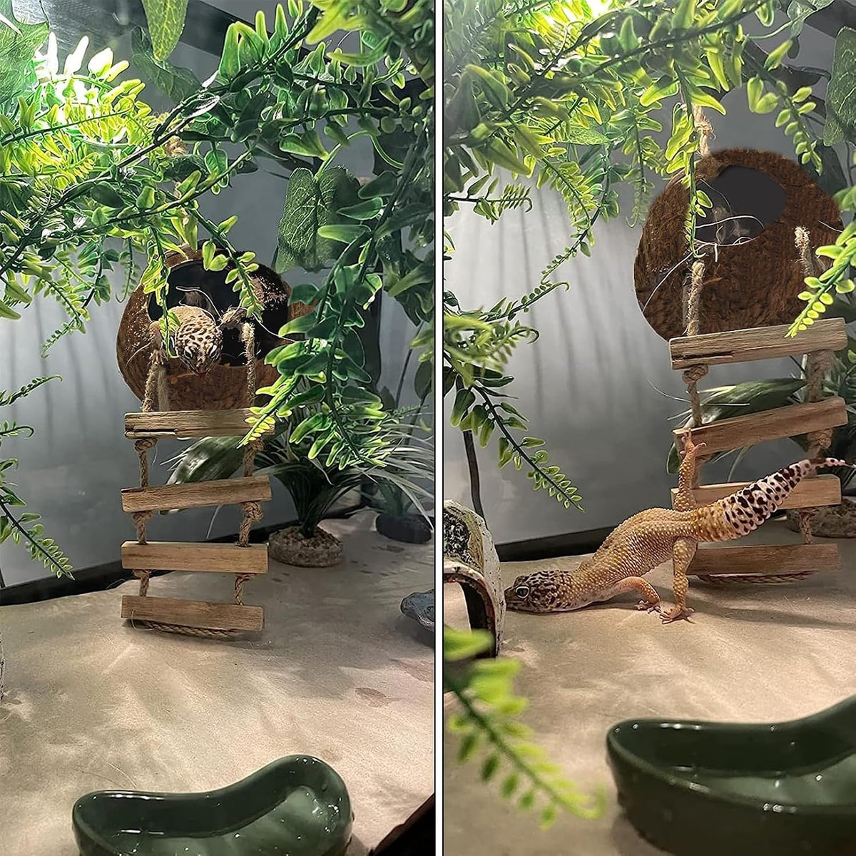 Lizard Coco Den with Ladder - 【Style B】 / 【With Ladder】 - image 2