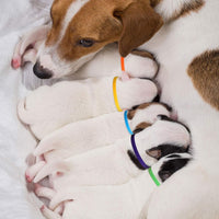 Weewooday 45 Pieces Newborn Whelping Collars Puppy Kitten - 90 - image 2