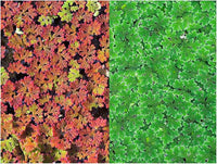 Azolla caroliniana 20 + Plants Live Floating Pond Plant Mosquito Fern Water Velvet Fairy Moss Aquarium Outdoor Ponds Fast Growth Outcompetes Algae Fish Food filiculoides