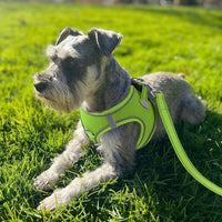 Joytale Step-in Dog Harness, Soft Breathable Mesh, Black S – Essentials for Dogs - S--Chest: 15-16.5'' / Green - image 2