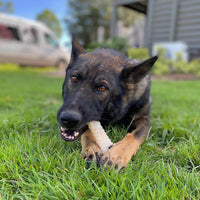 Nylabone Power Chew Original Bone Dog Chew Toys - Bacon & Chicken / X-Large - image 2