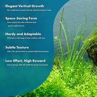 Live Plant - Tall Grass, Vallisneria Nana - Easy Care, Low to Moderage Light, Bright Green Accent, Freshwater Aquatic Plant for Aquascaping - Lead Bunch