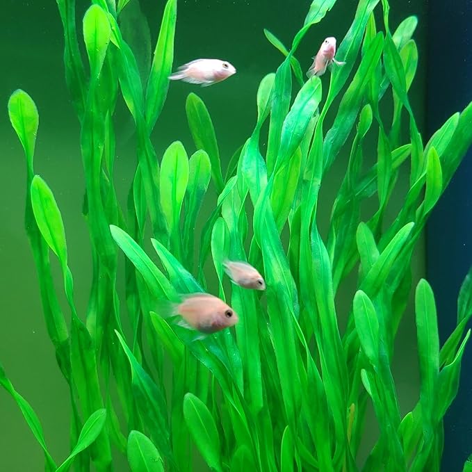 25.98 Inch Tall Aquarium Plants – Large Lifelike Artificial Fish Tank Decorations, 2 Pcs Fish Tank Plants Plastic，Durable & Safe for Freshwater/Saltwater Aquariums (Green (Style B))