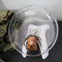 Hermit Crabs Wheel Toy, Hamster Running Wheel Toys - Large / White - image 3