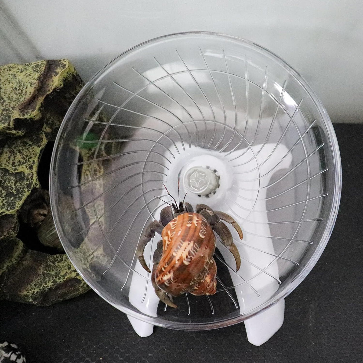 Hermit Crabs Wheel Toy, Hamster Running Wheel Toys - Large / White - image 3