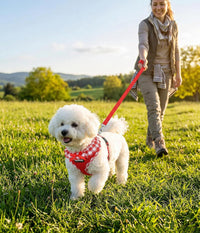 SuperBuddy Upgraded Soft Mesh Dog Harness - XS (Neck Girth 8.6"; Chest Girth: 11"-14") / Passion Red-2 - image 2