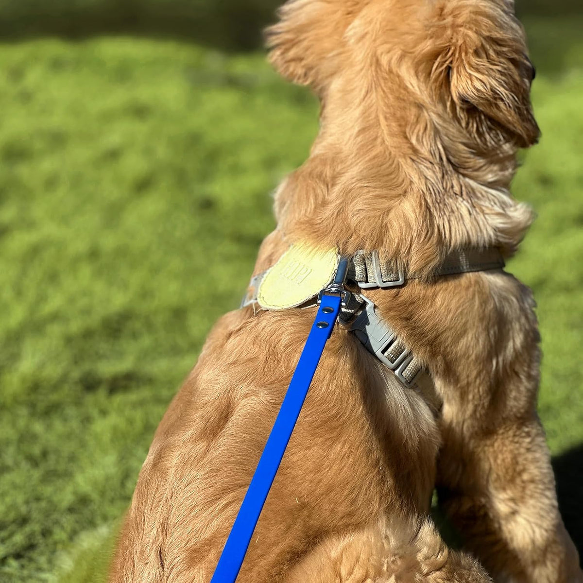 Dog Training Long Leash Waterproof Long Line Heavy Duty Outdoor - 50FT / Blue - image 2