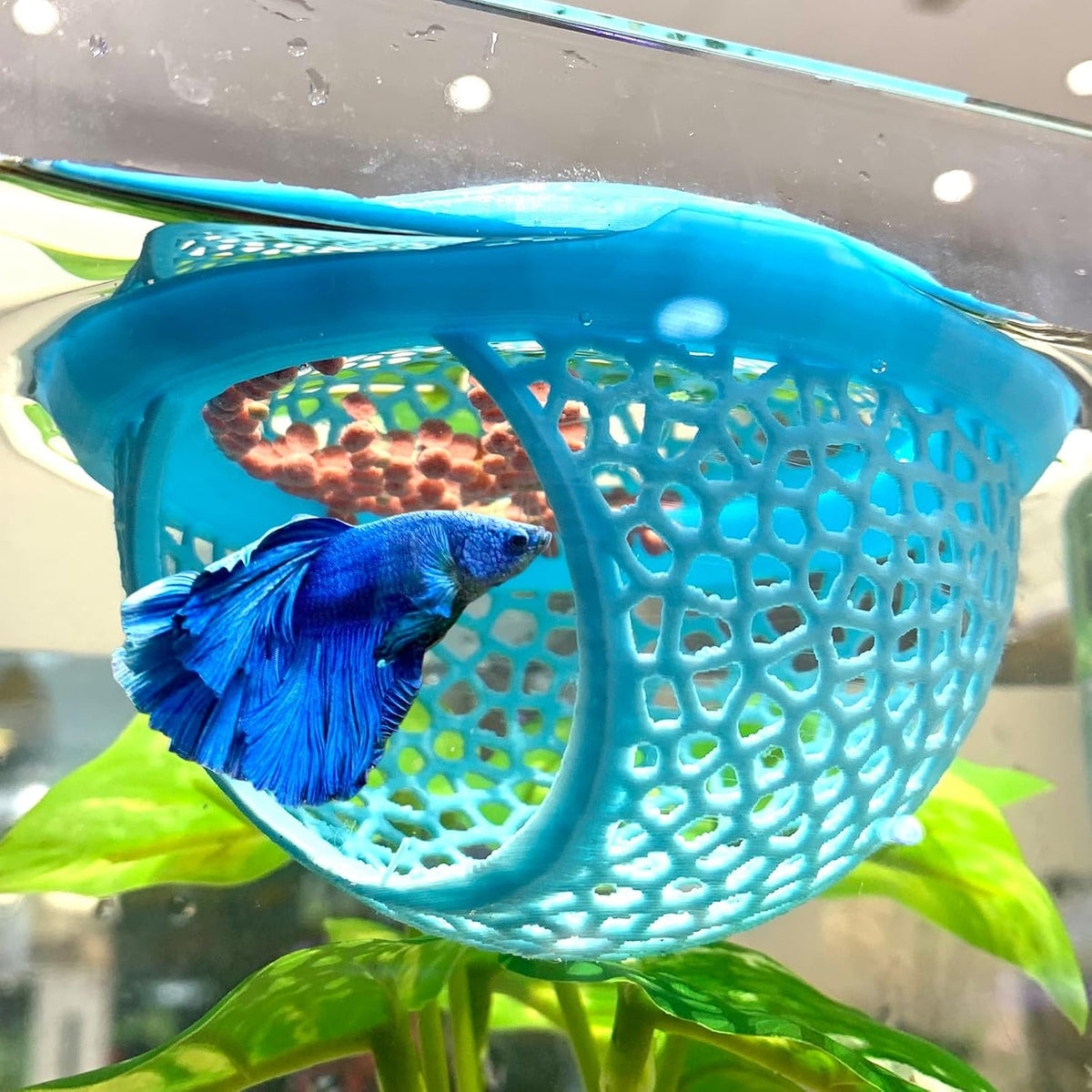 2pcs Wood Fish Feeding Ring for Aquarium，Floating Betta Hammock - Light Blue / 1pcs big and 1pcs small floating version