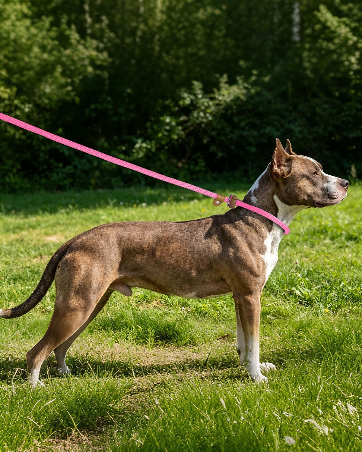 Dog Leash Slip Lead Braided Rope Pet Training Loop Leashes 5ft 6ft 8ft – Essentials for Dogs - Pink / 2PCS Slip Lead-3/8in x 6ft Small - image 4