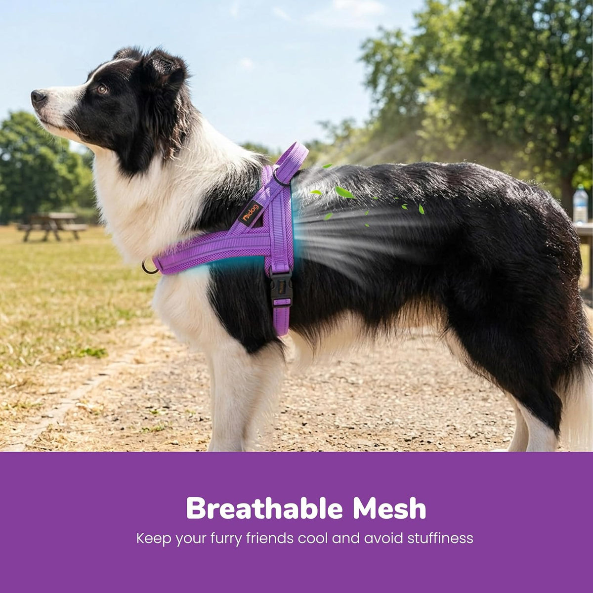 Didog No Pull Dog Harness for Large Dogs, Breathable Mesh Padded - Purple / M: Chest 21-27", Fit 28-50 lbs - image 2