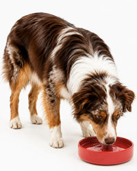 The Perfect Dish, Silicone Dog Bowl for Food & Water - Cherry / Medium (7.5” Across x 2.25” Tall)