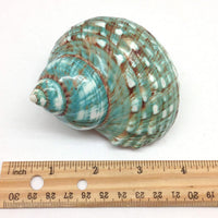 PEPPERLONELY 2 PC Hermit Crab Shells, Turbo Shells - 26#. Jade Turbo, "3 ~ 3-1/2" - image 3