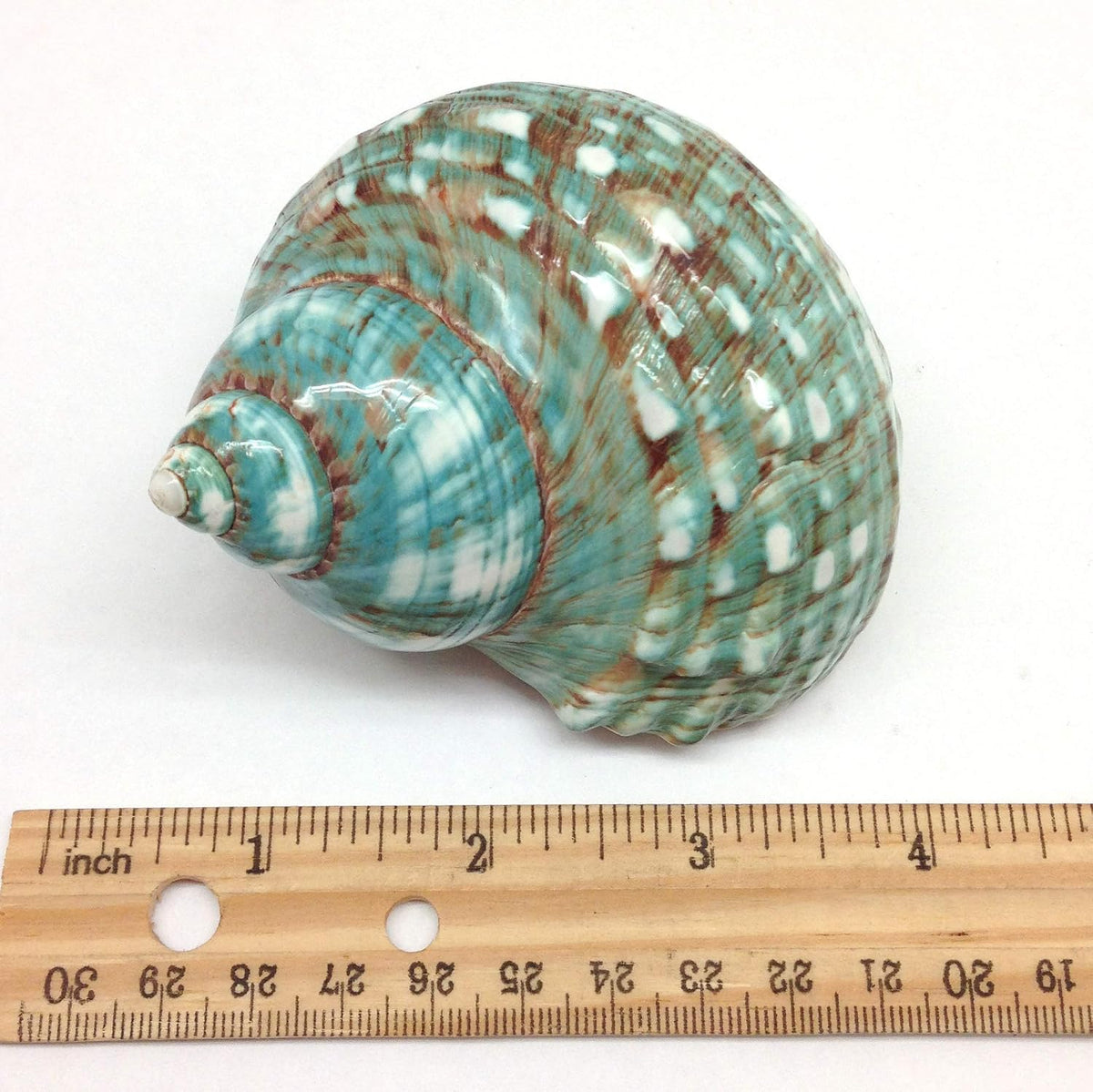PEPPERLONELY 2 PC Hermit Crab Shells, Turbo Shells - 26#. Jade Turbo, "3 ~ 3-1/2" - image 3