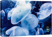 wall26 Canvas Print Wall Art Translucent X-Ray Tropical Ocean Jellyfish Nature Animals Photography Realism Rustic Scenic Landscape Wilderness Earth for Living Room, Bedroom, Office - 32"x48"