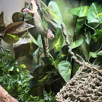 Lizard Coco Den with Ladder - 【Style D】 / 【With Ladder】 - image 4