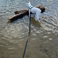Waterproof Long Leash Durable Dog Recall Training Lead Great - Black / 15ft - image 3