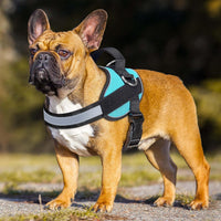 Haapaw Essential Dog Harness - S / Blue - image 2