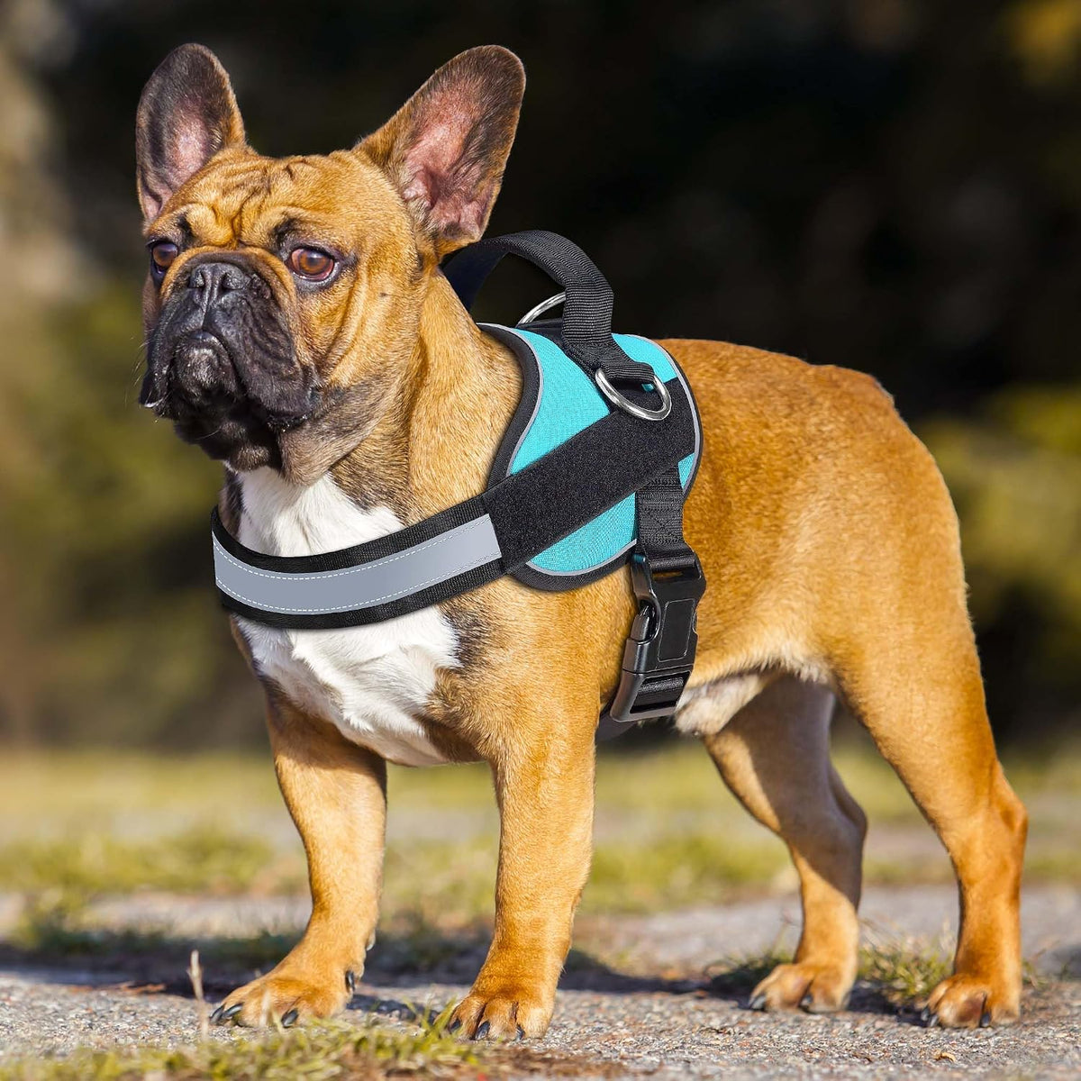 Haapaw Essential Dog Harness - S / Blue - image 2