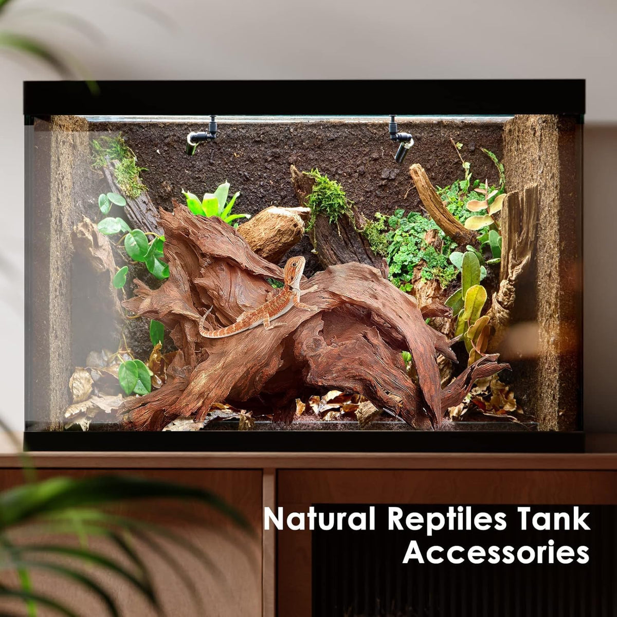 Natural Aquarium Driftwood for Fish Tank Reptile Terrariums Decor – Essentials for Fish - Mopani Driftwood 10 to 14 Inch (Pack of 2) - image 4