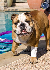 Protective Sleeve Tubular Cover - Bandages - for Dogs Cats and Other Pets First Aid Wound Care Comfortable Non-Adhesive Breathable & Water Resistant 12 Strips (yields 24-36 Covers)-(Medium)