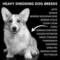 Pride and Groom The Shedder Box Set – Deshedding Dog Shampoo & Conditioner with All Natural Blend of Essential Oils & Ingredients to Moisturize & Untangle Curly and Wavy Coats – 32oz