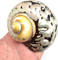 PEPPERLONELY 2 PC Hermit Crab Shells, Turbo Shells - 28a#. African Sarmaticus Turbo Shell 2-1/2 Inch ~ 3 Inches