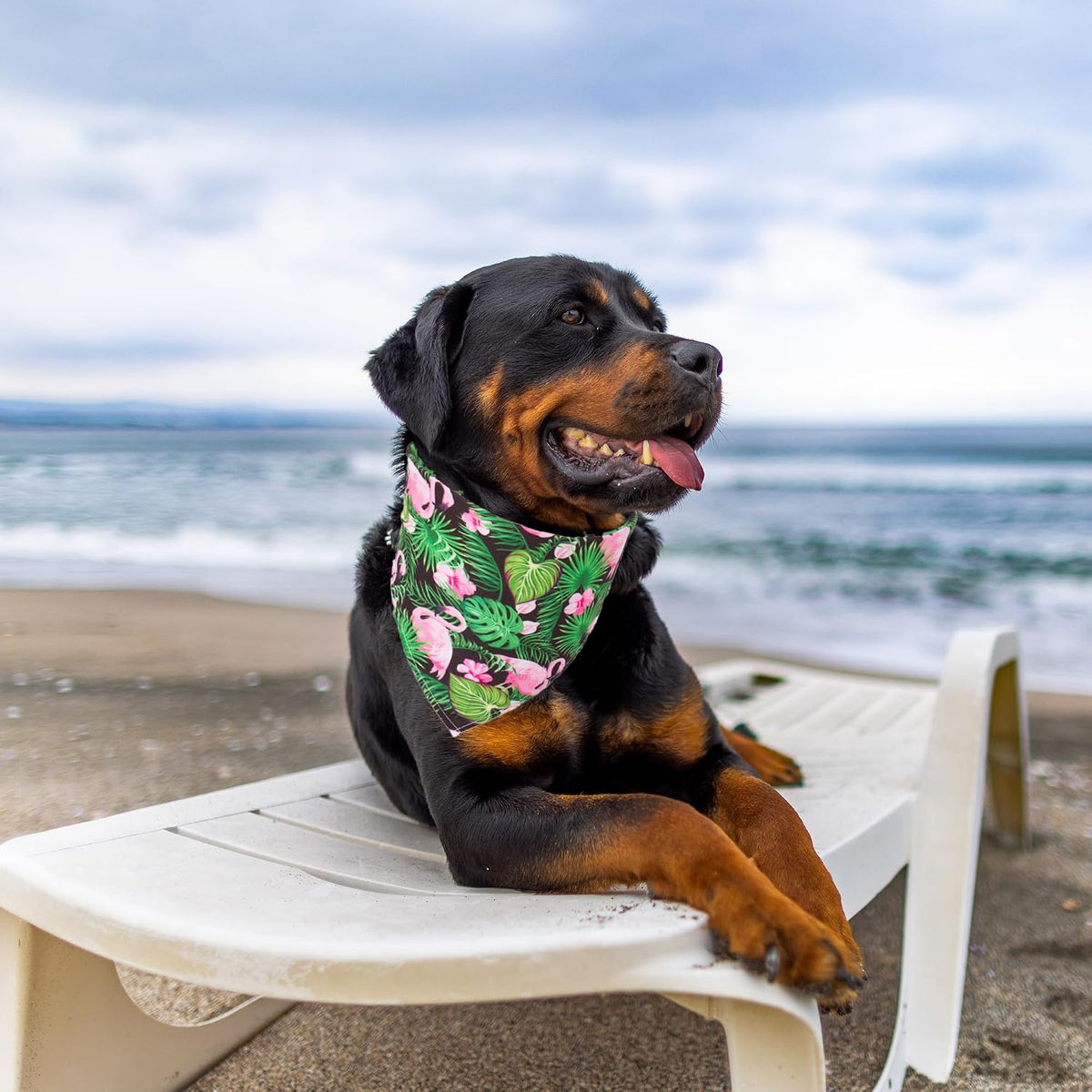 Halloween Dog Bandanas, L - X-Large / Summer - image 3