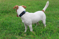 Mikivery Nylon Dog Collar with Quick Release Buckle Soft Adjustable Sturdy for Small Medium Large Dogs Haze Blue,L