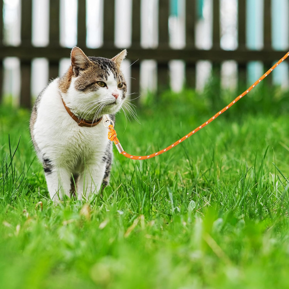 Long Cat Leash Reflective Pet Rope for Yard Walking Training Outdoor - orange / 30 ft - image 4