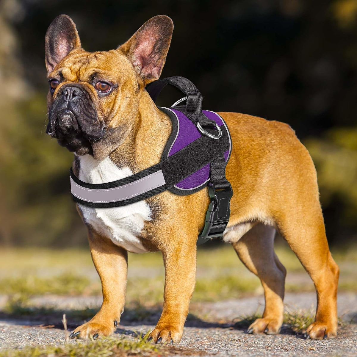 Haapaw Essential Dog Harness - M / Purple - image 3