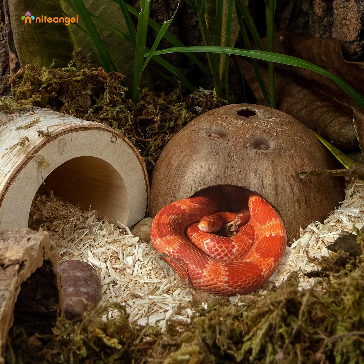2 Pack Natural Coconut Reptile Hideouts, Lizard - Smooth Surface - image 3