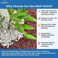 Natural Organic Sea Shell Mulch for Gardens and Landscaping – Decorative and Nutrient-Rich, 0.5–3-Inch Shells, Perfect for Indoor and Outdoor Use (0.7 CF - 20 L - 21 QTS)