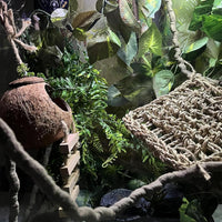Leopard Gecko Coconut Hut with Ladder - 【Style A】 - image 2