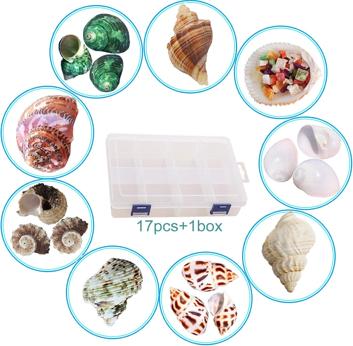SINKOO 17PCS Hermit Crab Shells - image 2
