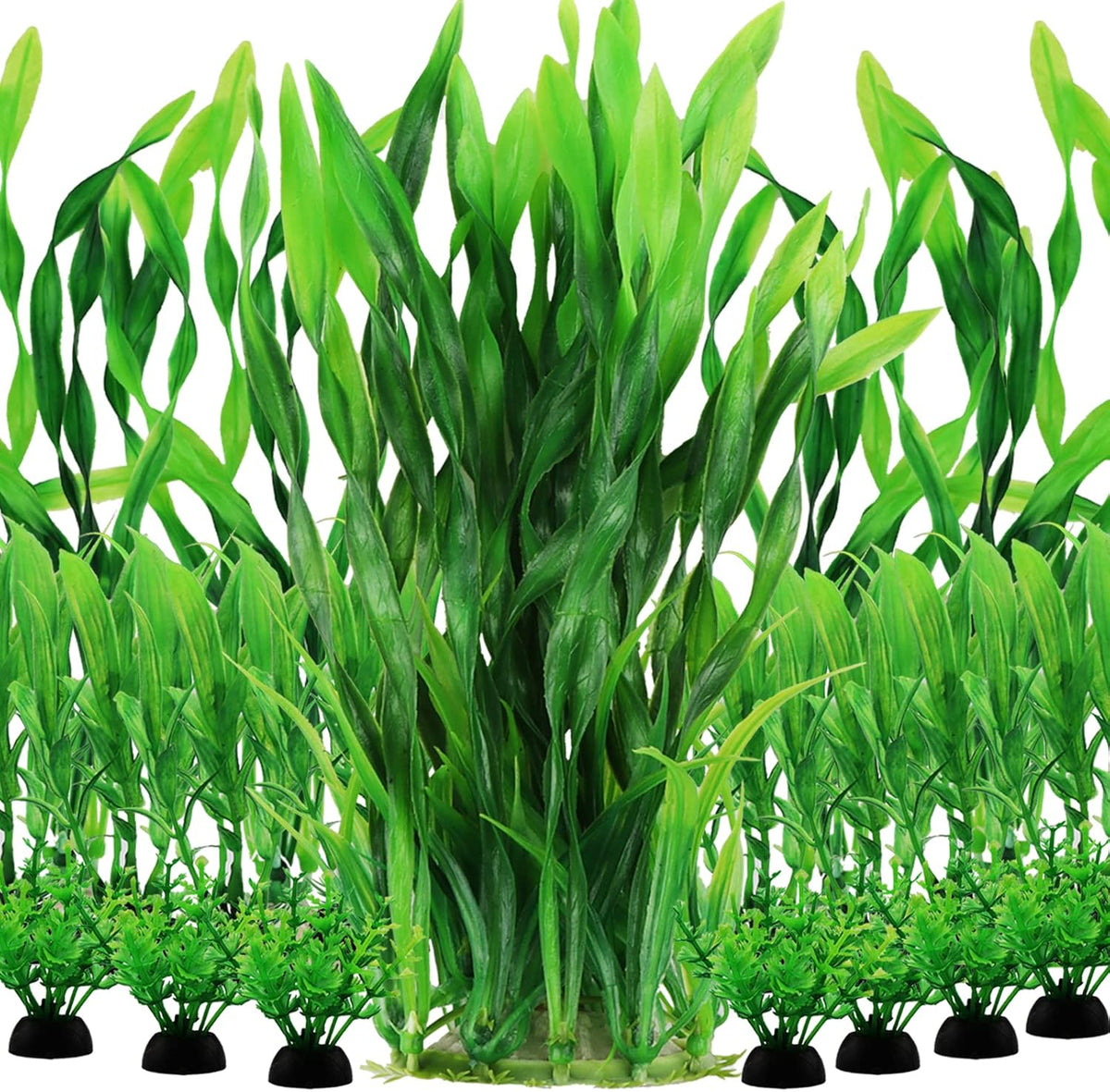 Aquarium Plants, Small to Large