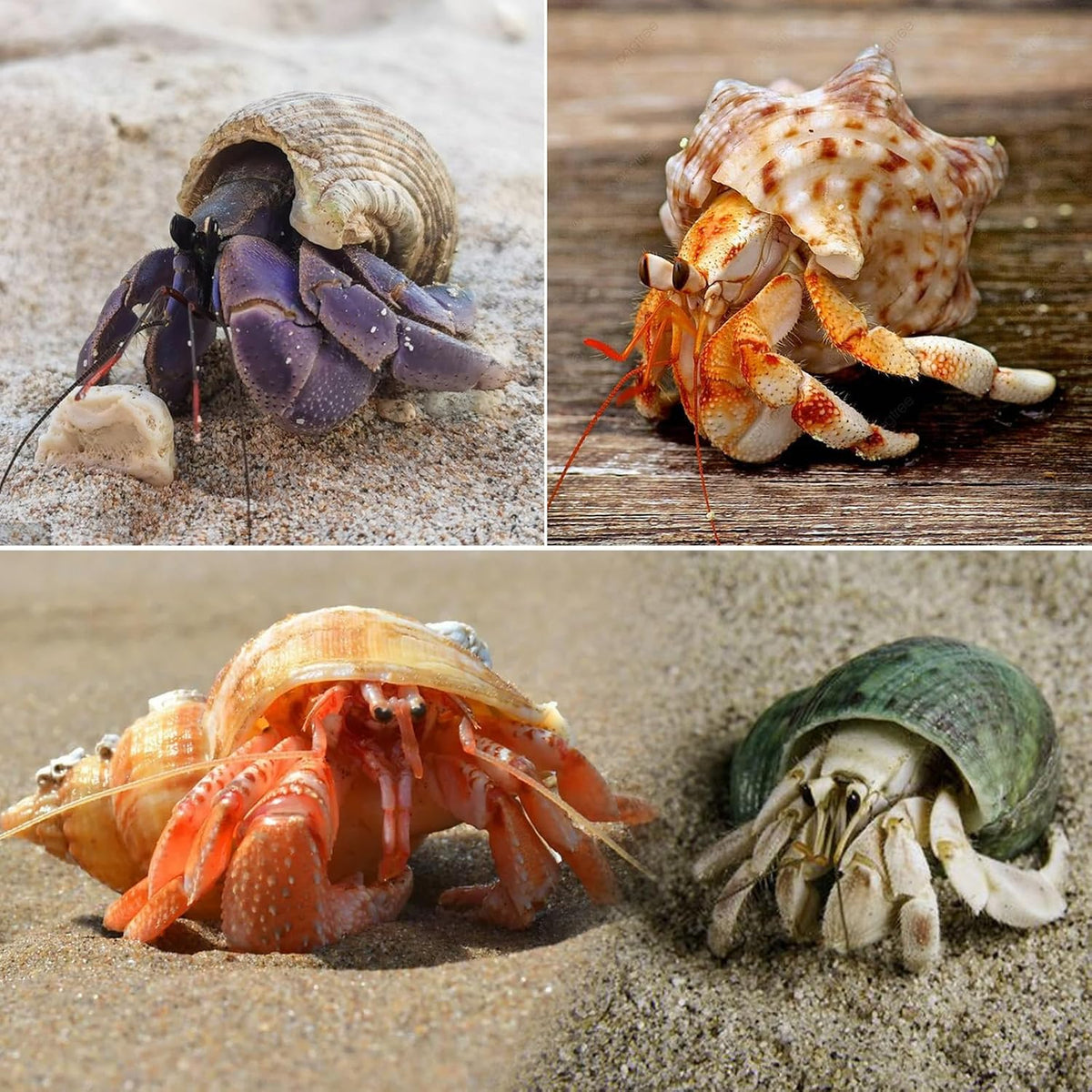 SINKOO 8PCS Hermit Crab Shells Medium to Large - image 3