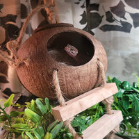 Lizard Coco Den with Ladder - 【Style A】 / 【With Ladder】 - image 3